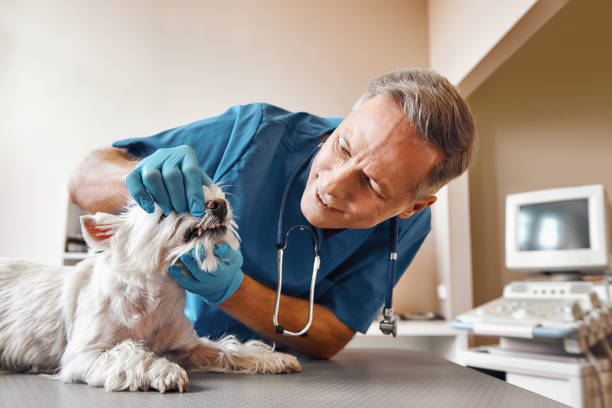 Best Emergency Tooth Extraction in Peotone, IL
